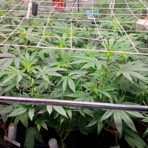 1 Gary growlog timeline photo