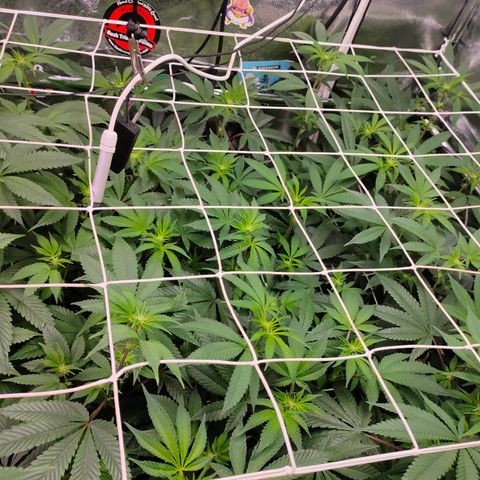 1 Gary growlog timeline photo