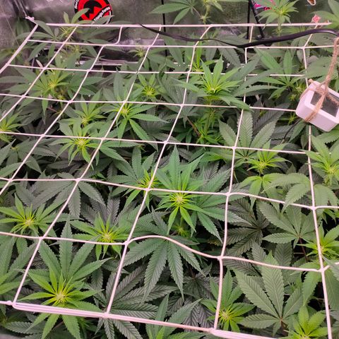 1 Gary growlog timeline photo