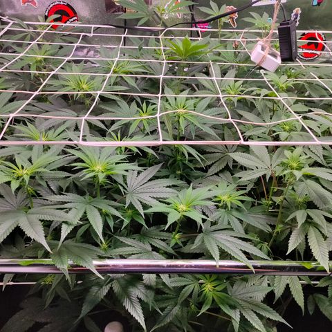 1 Gary growlog timeline photo