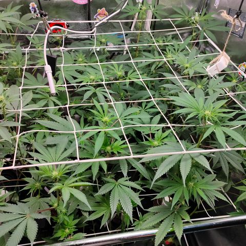 1 Gary growlog timeline photo
