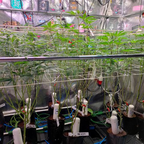 1 Gary growlog timeline photo