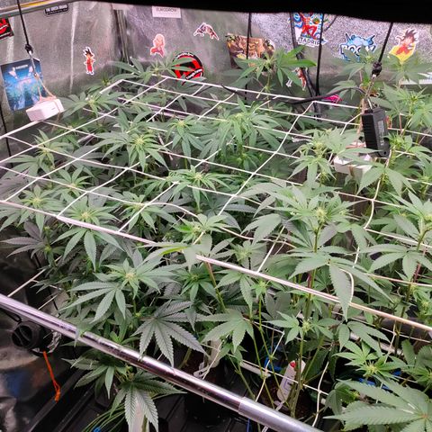 1 Gary growlog timeline photo