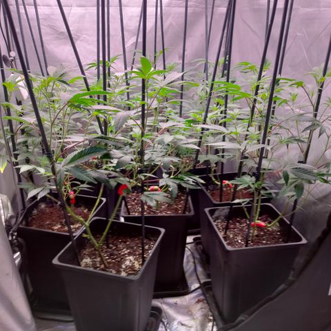 Tropicana Cherry  #1 growlog timeline photo