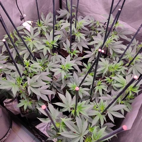 Tropicana Cherry  #1 growlog timeline photo