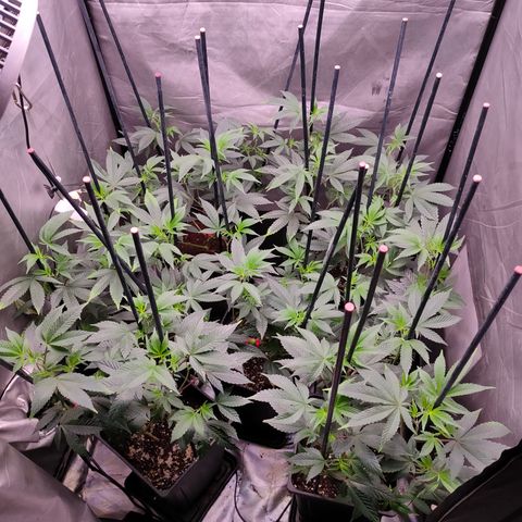 Tropicana Cherry  #1 growlog timeline photo