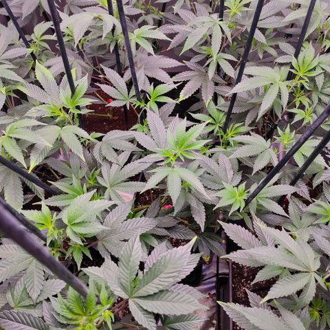Tropicana Cherry  #1 growlog timeline photo