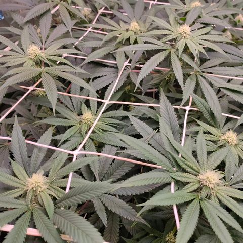 1 Gary growlog timeline photo