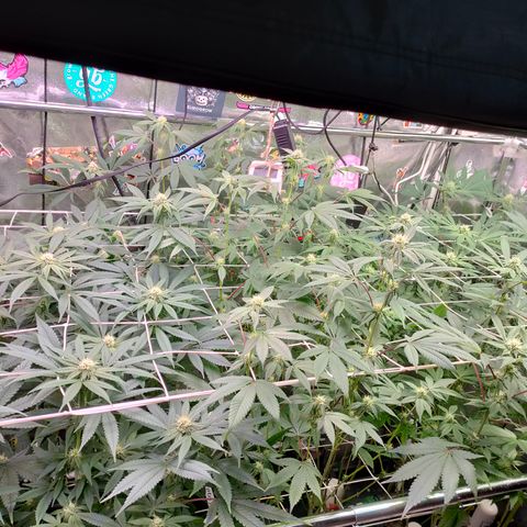 1 Gary growlog timeline photo