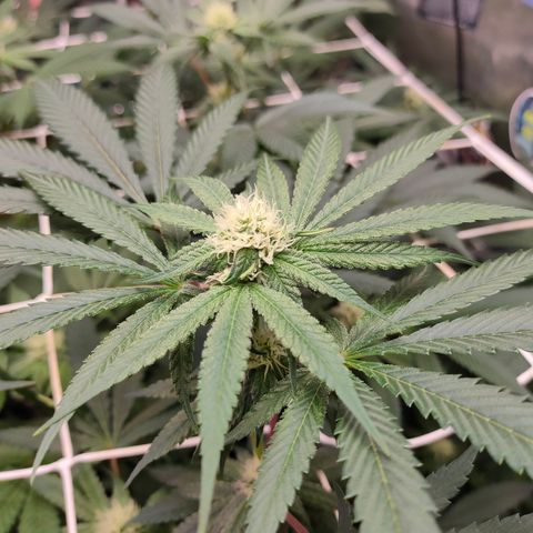 1 Gary growlog timeline photo