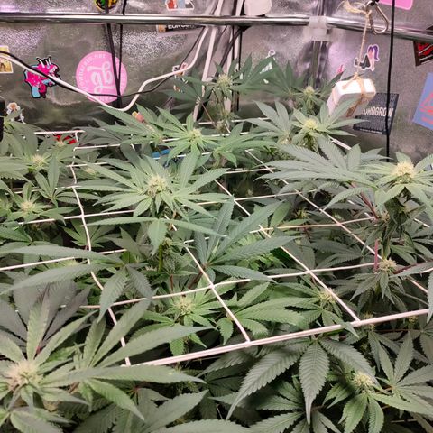 1 Gary growlog timeline photo