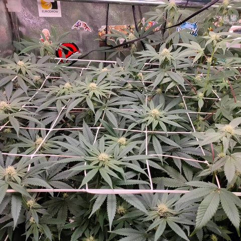 1 Gary growlog timeline photo