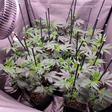 Tropicana Cherry  #1 growlog timeline photo