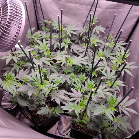 Tropicana Cherry  #1 growlog timeline photo