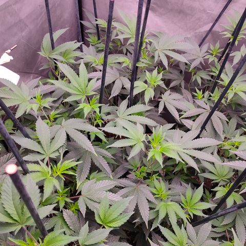 Tropicana Cherry  #1 growlog timeline photo