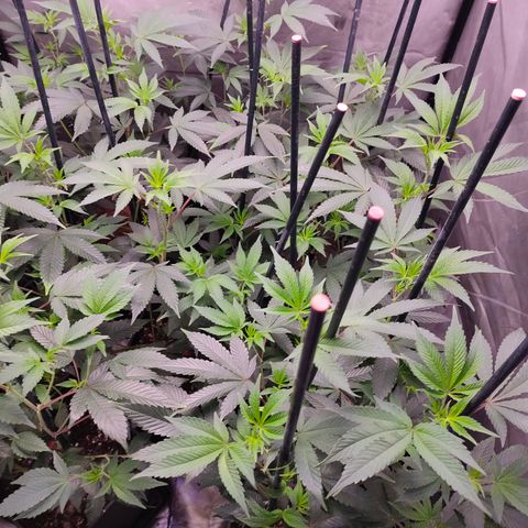 Tropicana Cherry  #1 growlog timeline photo
