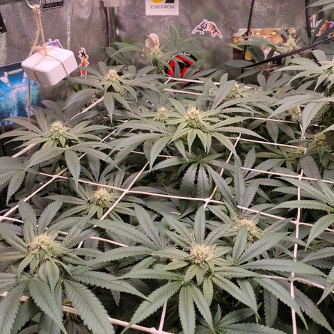 1 Gary growlog timeline photo