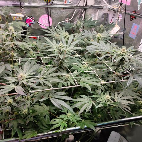 1 Gary growlog timeline photo