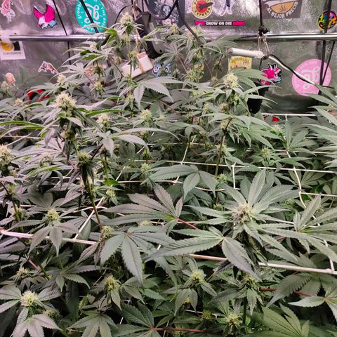 1 Gary growlog timeline photo