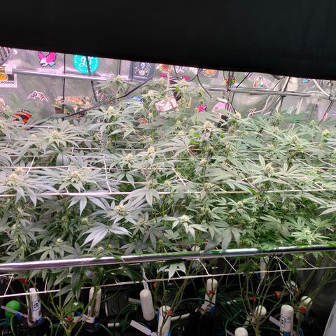 1 Gary growlog timeline photo
