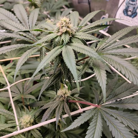 1 Gary growlog timeline photo