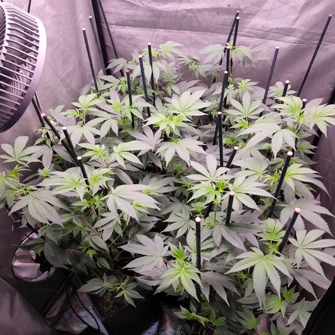 Tropicana Cherry  #1 growlog timeline photo
