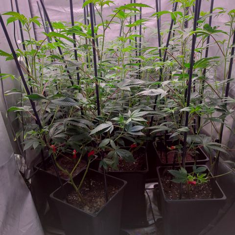 Tropicana Cherry  #1 growlog timeline photo