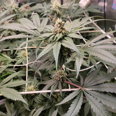 1 Gary growlog timeline photo