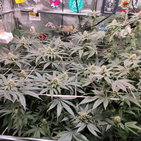 1 Gary growlog timeline photo