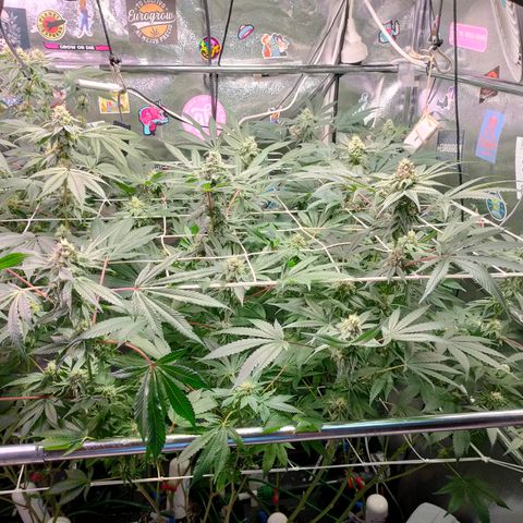1 Gary growlog timeline photo