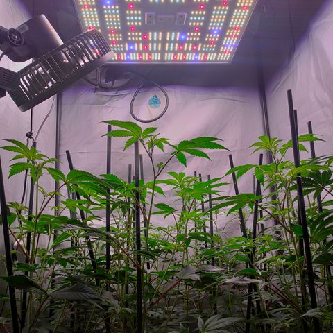 Tropicana Cherry  #1 growlog timeline photo