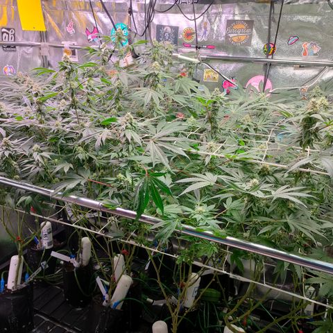 1 Gary growlog timeline photo