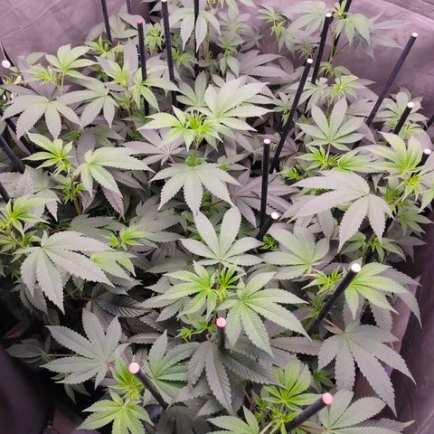 Tropicana Cherry  #1 growlog timeline photo