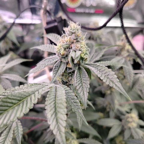 1 Gary growlog timeline photo