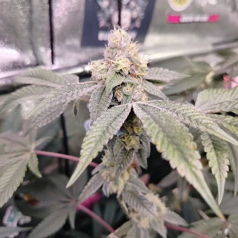 1 Gary growlog timeline photo