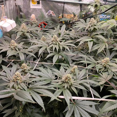 1 Gary growlog timeline photo