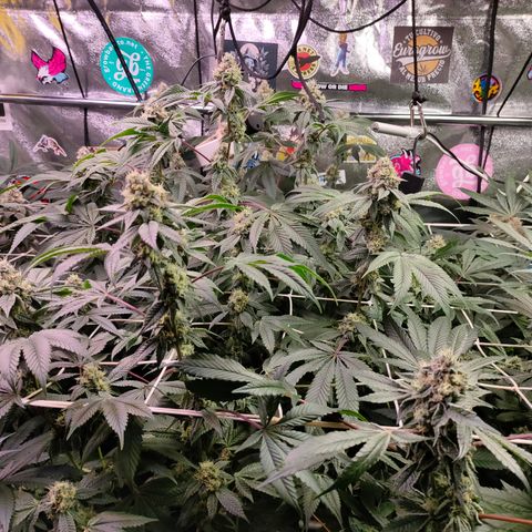 1 Gary growlog timeline photo