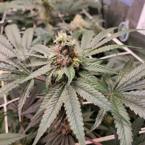 1 Gary growlog timeline photo