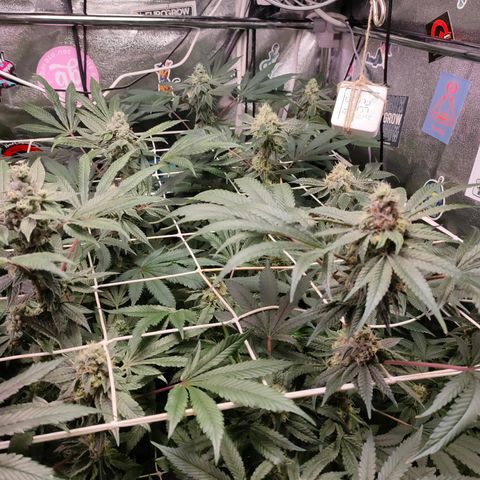 1 Gary growlog timeline photo