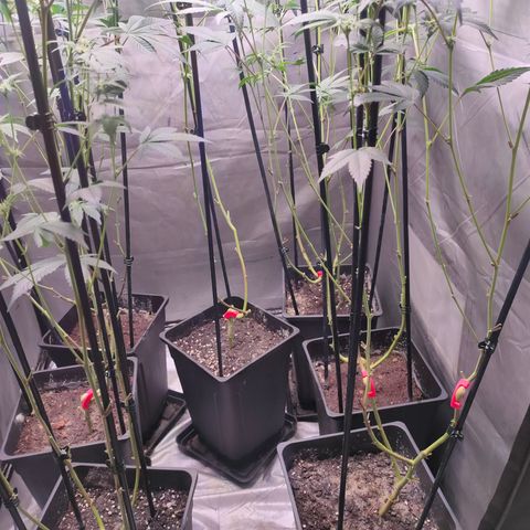 Tropicana Cherry  #1 growlog timeline photo