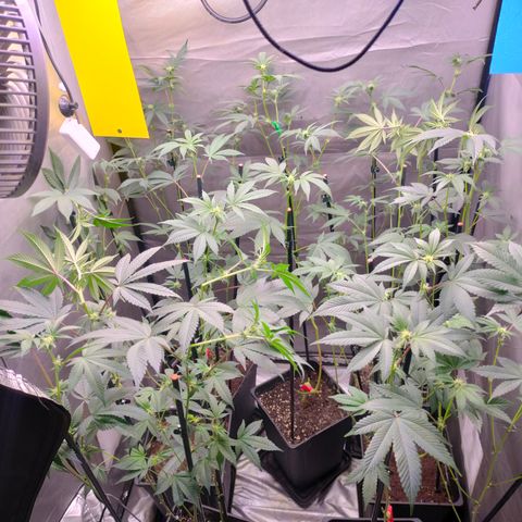Tropicana Cherry  #1 growlog timeline photo