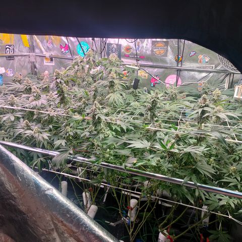 1 Gary growlog timeline photo