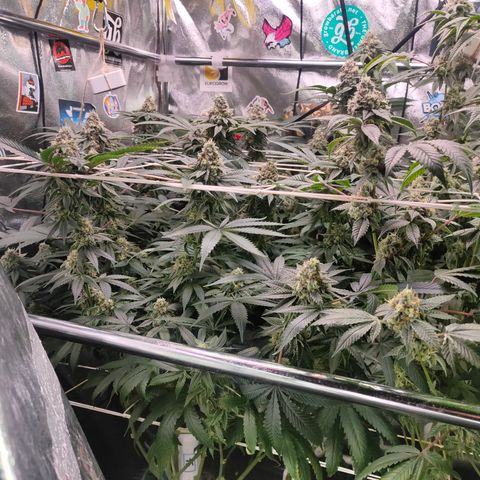 1 Gary growlog timeline photo