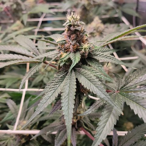 1 Gary growlog timeline photo