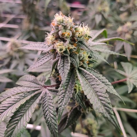 1 Gary growlog timeline photo