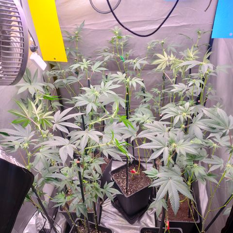 Tropicana Cherry  #1 growlog timeline photo