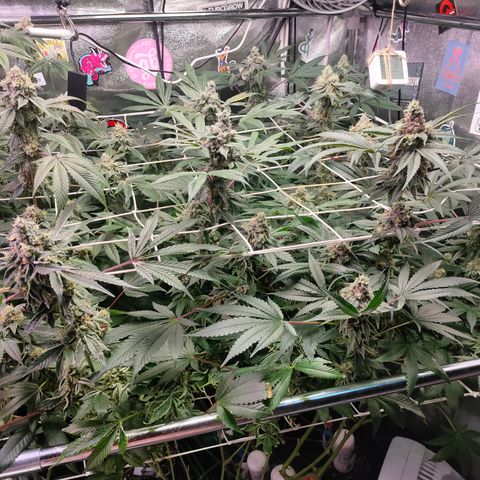 1 Gary growlog timeline photo