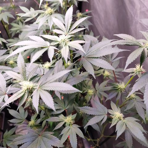 Tropicana Cherry  #1 growlog timeline photo