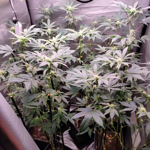 Tropicana Cherry  #1 growlog timeline photo