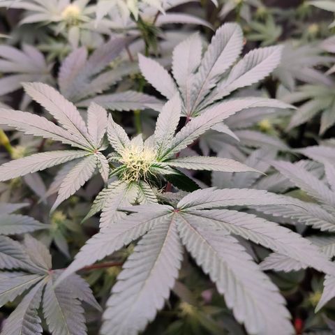Tropicana Cherry  #1 growlog timeline photo